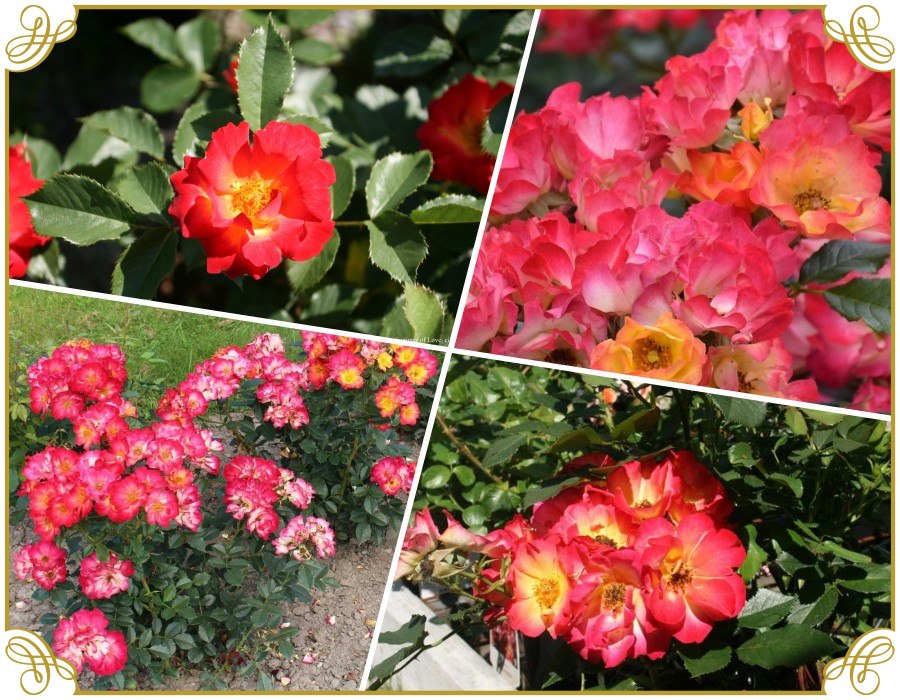 Summer Of Love róże rabatowe